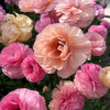Elegance Pastello 102-14 - Elegance® Ranunculus Thumbnail #2
