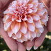 Peaches - Dahlia Thumbnail #2