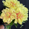 Bartzella - Peonies Thumbnail #2