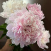 Alertie - Peonies Thumbnail #2