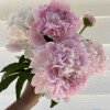 Alertie - Peonies Thumbnail #2