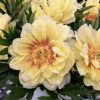 Bartzella - Peonies Thumbnail #1