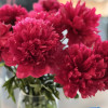 Belgravia - Peonies Thumbnail #1