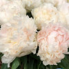 Brother Chuck - Peonies Thumbnail #2