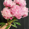 Candy Stripe - Peonies Thumbnail #2