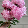 Candy Stripe - Peonies Thumbnail #1
