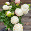 Colonel Owen Cousins - Peonies Thumbnail #2