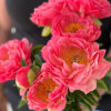 Coral Sunset - Peonies Thumbnail #2