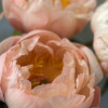 King's Day - Peonies Thumbnail #1