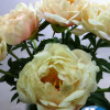 King's Day - Peonies Thumbnail #1