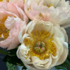 King's Day - Peonies Thumbnail #1