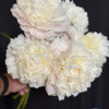 Moon over Barrington - Peonies Thumbnail #1