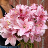Pigalle - LxA Hybrid Lilies Thumbnail #1