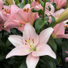 Pigalle - LxA Hybrid Lilies Thumbnail #2