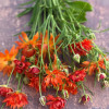 Moderna Natura Mars (MDN842) - Natura Moderna® Ranunculus Thumbnail #1