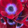 Mistral Bordeaux - Mistral Anemone Thumbnail #2
