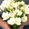 Pure Heaven - Freesia Thumbnail #1