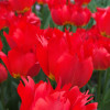 Robbedoes - Tulips Thumbnail #1