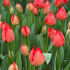 Robbedoes - Tulips Thumbnail #2