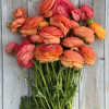 Elegance Salmone 605a - Elegance® Ranunculus Thumbnail #1