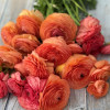 Elegance Salmone 605a - Elegance® Ranunculus Thumbnail #2