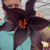 Secret Kiss - Asiatic Lilies Thumbnail #1