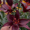 Secret Kiss - Asiatic Lilies Thumbnail #2