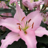 Sheila - Oriental Hybrid Lilies Thumbnail #2
