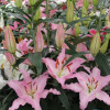 Sheila - Oriental Hybrid Lilies Thumbnail #1