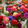 Levante Mix - Levante Anemone Thumbnail #2