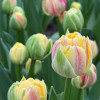 Sprinkle Dip - Tulips Thumbnail #2