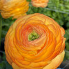 Cloni Success Honey (Pesca 750pc) - Cloni® Ranunculus Thumbnail #2