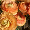 Cloni Success Honey (Pesca 750pc) - Cloni® Ranunculus Thumbnail #1
