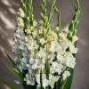 Sweet Crystal - Gladiolus Thumbnail #2