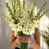 Sweet Crystal - Gladiolus Thumbnail #1