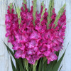 Sweet Love - Gladiolus Thumbnail #1