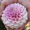 Sweet Nathalie - Dahlia Thumbnail #2