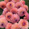 Sweet Sanne - Dahlia Thumbnail #2