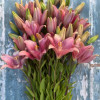Sweet Sugar - LxA Hybrid Lilies Thumbnail #2