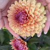 Sweet Suzanne - Dahlia Thumbnail #2