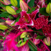 Toba - Oriental Hybrid Lilies Thumbnail #1
