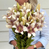 Sweet Zanica - LxA Hybrid Lilies Thumbnail #2