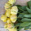Akebono - Tulips Thumbnail #2