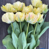 Akebono - Tulips Thumbnail #1