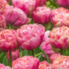 Amazing Grace - Tulips Thumbnail #1