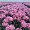 Beach Berry - Tulips Thumbnail #1