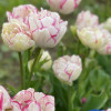Belicia tulip - Tulips Thumbnail #2