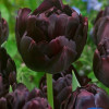 Black Hero - Tulips Thumbnail #1