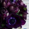 Black Hero and Mistral Grape anemone