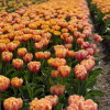 Congo - Tulips Thumbnail #2